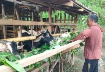 Berikut Tips Memilih Hewan Kurban yang Sesuai Kriteria