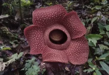 Bunga Rafflesia Arnoldii Mekar di Jalur Bengkulu–Kepahiang