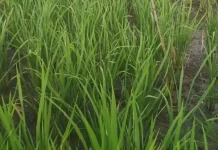 Sebanyak 50 Hektar Sawah di Rejang Lebong Terancam Alih Fungsi