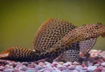 Waspada, Ini Bahaya Mengonsumsi Ikan Sapu-Sapu bagi Tubuh