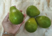 Tips Memilih Buah Alpukan yang Matang Sempurna
