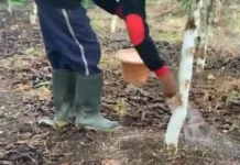 Teknik Pemupukan Tanaman Sayuran untuk Hasil Optimal