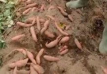 Perawatan Tanaman Ubi Jalar agar Berbuah Banyak
