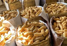 Cara Bertanam Varietas Ubi Cilembu