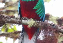 Cuma Ada di Sini! Burung yang Bulunya Pernah Lebih Mahal dari Permata