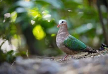 Mengenal Asian Emerald Dove, Si 'Permata' yang Pemalu