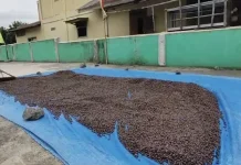 Harga Kopi Bengkulu Masih Tinggi, tapi Kualitas Jadi Tantangan Besar