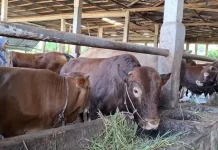 Sapi Kurban Presiden Disiapkan, Bengkulu Masih Tunggu Verifikasi Akhir
