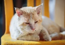 Waspada Penyakit pada Kucing Rumahan, Kenali Gejala dan Cara Pencegahannya