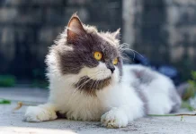Perawatan Bulu Kucing Jadi Kunci Kesehatan dan Kenyamanan Hewan Peliharaan