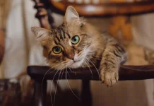 Kucing Sering Muntah? Kenali Penyebab dan Cara Menanganinya
