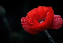 Makna Red Poppy Bunga Kecil dengan Sejarah Besar