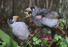Noisy Miner: Mengenal 'Preman Bersayap' yang Paling Dibenci di Australia