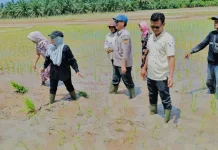 Antisipasi Kemarau Ekstrem, Dinas Pertanian Gelar Tanam Padi Serentak