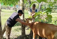 Tim Kesehatan Hewan Kaur Mulai Laksanakan Vaksinasi PMK