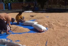 Bulog Bengkulu Utara Masih Terus Lakukan Penyerapan Gabah dan Jagung Petani