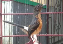 Cara Memilih Anakan Murai Batu