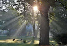 Waktu Ideal Mendapatkan Manfaat Matahari Pagi untuk Kesehatan