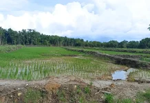 Realisasi Cetak Sawah Bengkulu Masih Berproses, Capai 86 Hektare