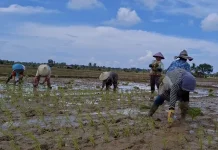 Penyaluran Benih Padi dan Jagung Bengkulu 2026 Berjalan Bertahap