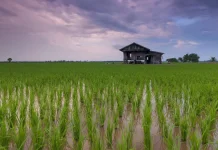 Minim Regenerasi, Generasi Muda Dinilai Belum Maksimal Garap Sektor Pertanian