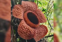 Rafflesia Kemumu Kembali Mekar