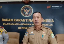 Bengkulu Dapat 11 Sapi Kurban Presiden, Seluruh Kabupaten/Kota Kebagian