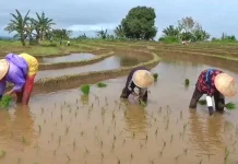 Antisipasi Musim Kemarau, Petani Didorong  Percepat Tanam Padi