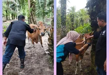 Pemkot Bengkulu Vaksinasi Ratusan Hewan Ternak Cegah PMK dan Jembrana