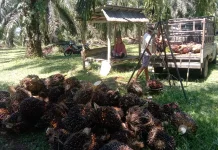 Harga Tandan Buah Segar di Ipuh Stabil