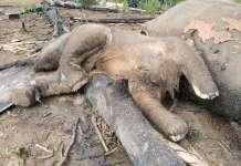 Induk dan Anak Gajah Mati, Kegagalan Perlindungan Hutan Seblat