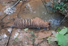 Gajah dan Harimau Mati, Koalisi Bentang Seblat Tuntut Pertanggungjawaban