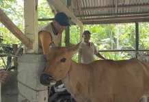 Berikut Cara Memilih Hewan Kurban yang Sesuai Ketentuan