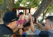 Kaur Terima 500 Doksin Vaksin Rabies