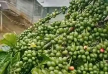 Harga Kopi di Kepahiang Capai Rp48.000 Per Kilogram