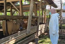 Harga Sapi Kurban di Bengkulu Utara Meningkat