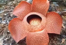 Mekarnya Bunga Rafflesia di Kepahiang Jadi Daya Tarik Wisata Alam Bengkulu