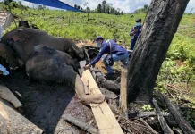 Gajah Harimau Mati, Menhut Didesak Segera Ubah Hutan Seblat Jadi Suaka Margasatwa