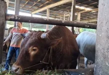 Pemprov Bengkulu Usulkan Sapi Presiden untuk Idul Adha 2026