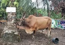 Sapi Kurban Hampir 1 Ton Disiapkan, Daging Akan Dibagikan Langsung ke Warga