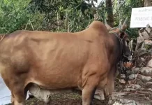 Vaksinasi PMK Dikebut Jelang Idul Adha, Capaian di Bengkulu Tengah Tembus 85 Persen