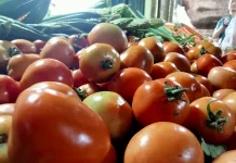 Harga Tomat di Kota Bengkulu Naik Tajam