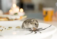 Virus Hanta Mengintai dari Tikus Rumah, Kenali Gejala dan Cara Pencegahannya