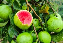 Cegah Virus Nipah, Masyarakat Diimbau Tidak Makan Buah Bekas Gigitan Kelelawar