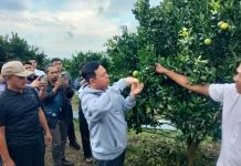Ketua DPD RI Sultan Dorong Jeruk Rejang Lebong untuk Dukung Program MBG
