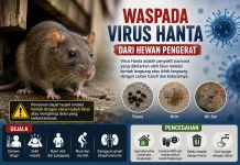 Waspada Virus Hanta dari Tikus