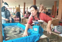 Harga Ikan Air Tawar di Bintuhan Naik