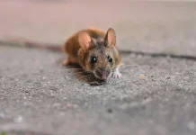 Waspada Hantavirus, Dinkes Bengkulu Imbau Masyarakat Tetap Tenang