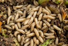 Budidaya Maggot, Solusi Atasi Sampah Organik