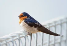 Mengenal Welcome Swallow, Burung Layang-Layang Unik yang Menjadi Sahabat Manusia